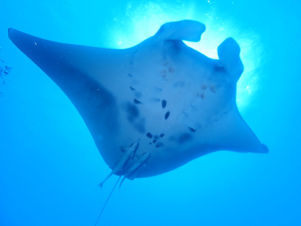 古民家のんびりや です！最近では水面マンタも見れるようになりました、ダイビング船やスノーケル船も沢山訪れるようになりました！もちろんダイビングサービスひでsun🌞でもマンタスノーケルツアーやダイビングツアーも行っておりますので、お気軽にお問い合わせください。詳細はこちらからご覧下さい(クリック)