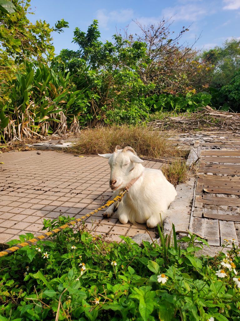 古民家のんびりやは現在通常営業中です！ダイビングサービスひでsun🌞をご利用のダイバーさんは人数、宿泊数共に制限なくご利用頂けます。それ以外のお客様は2名様以上でのご利用が必須となりますので、予めご了承くださいませm(_ _)m
